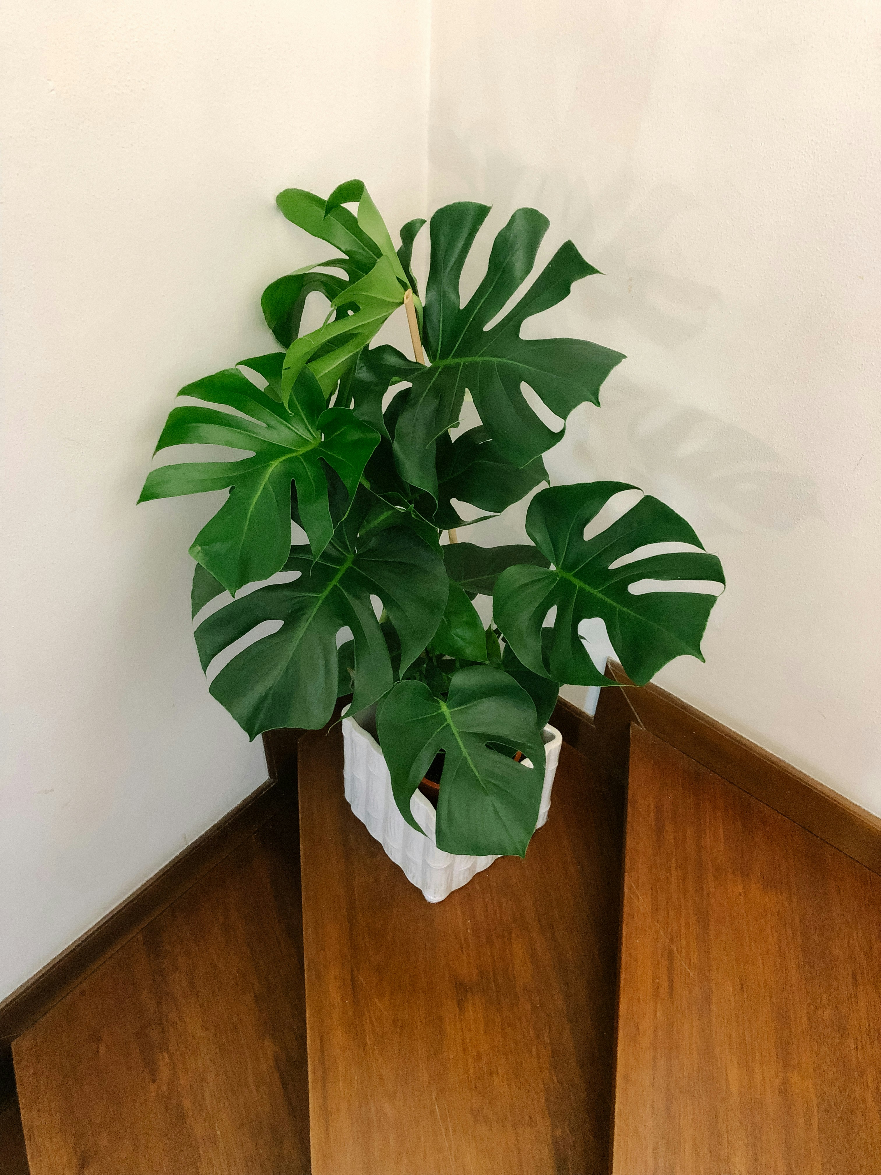 Monstera Peru