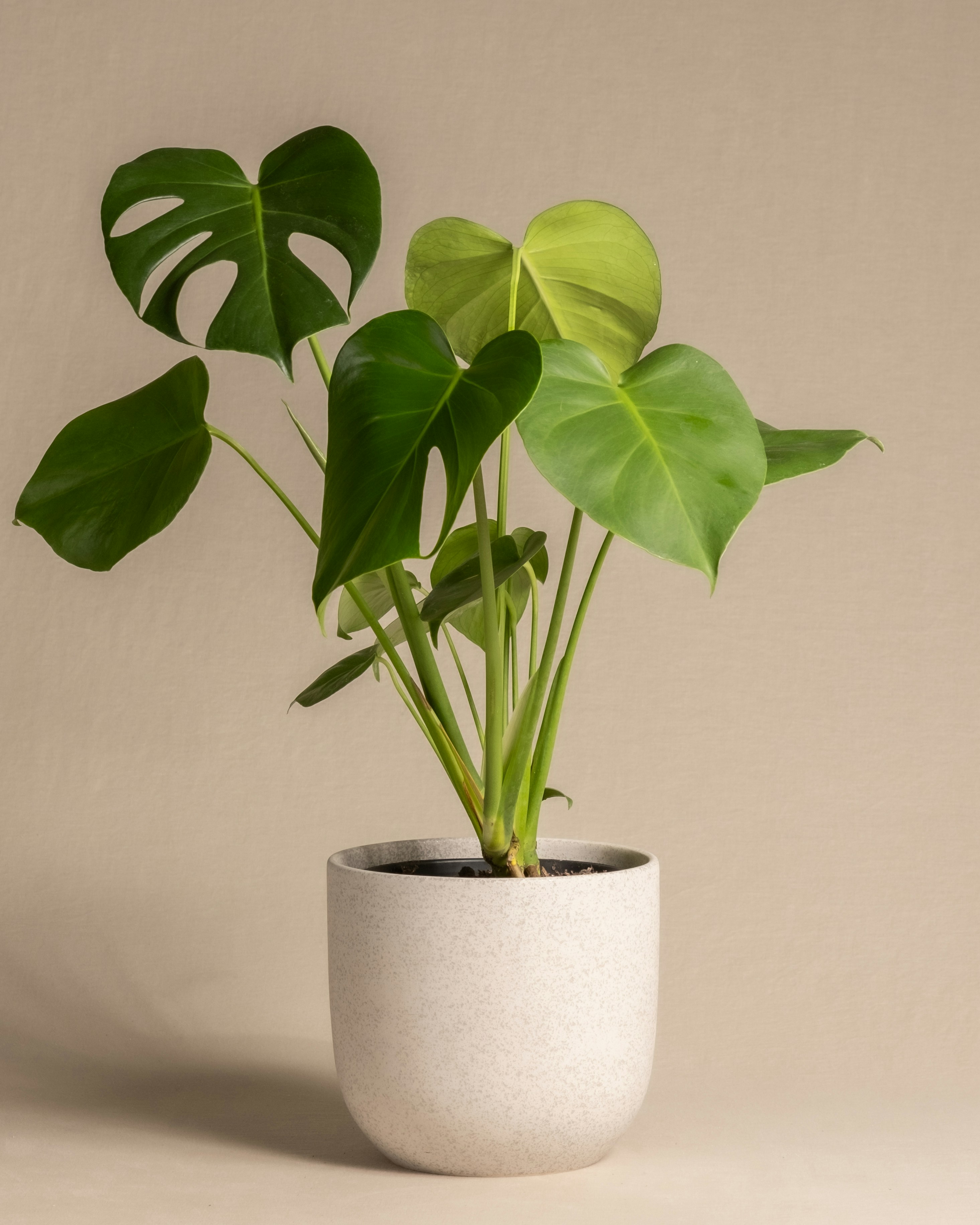 Monstera Deliciosa Plant