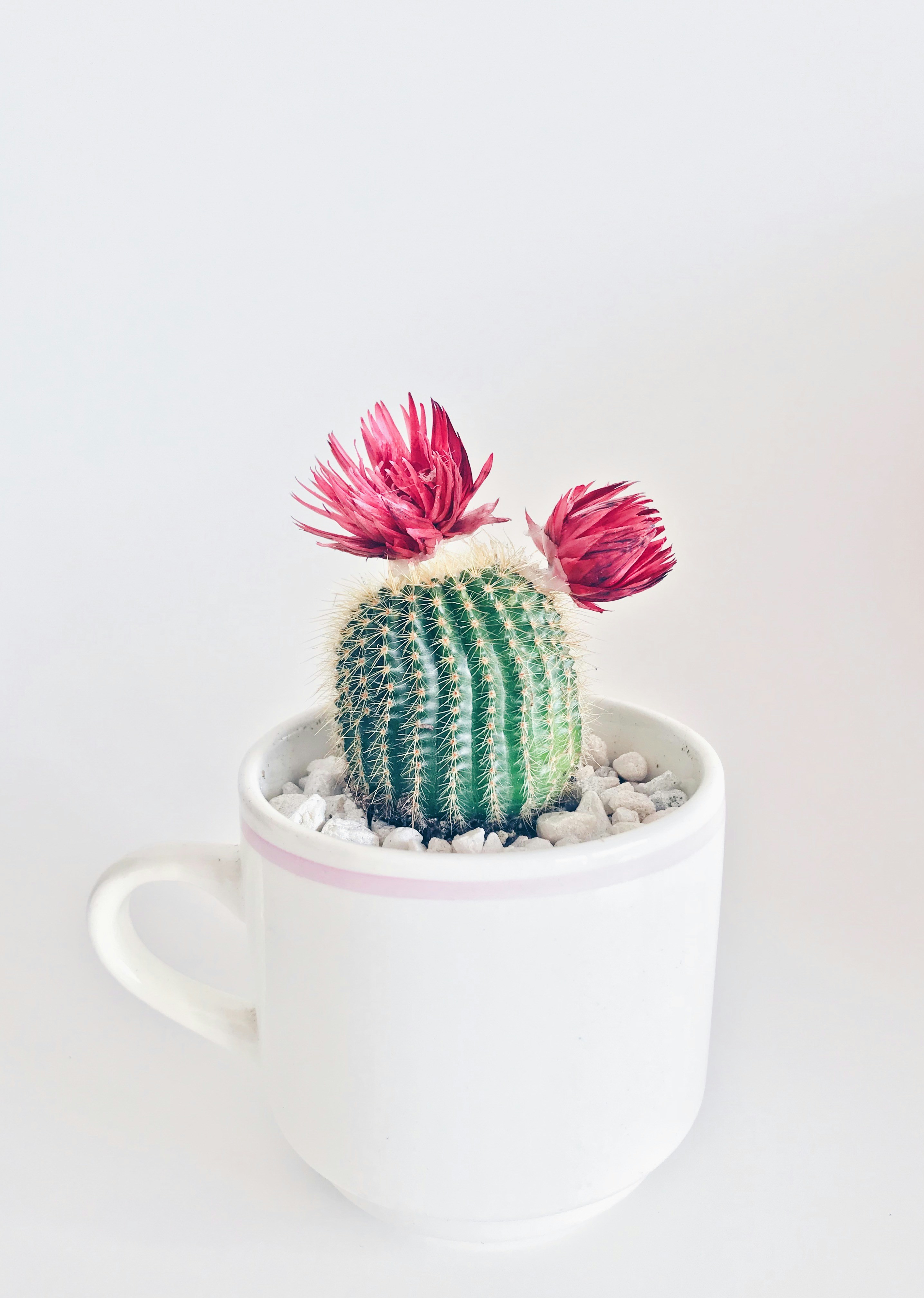 Bunny Ear Cactus