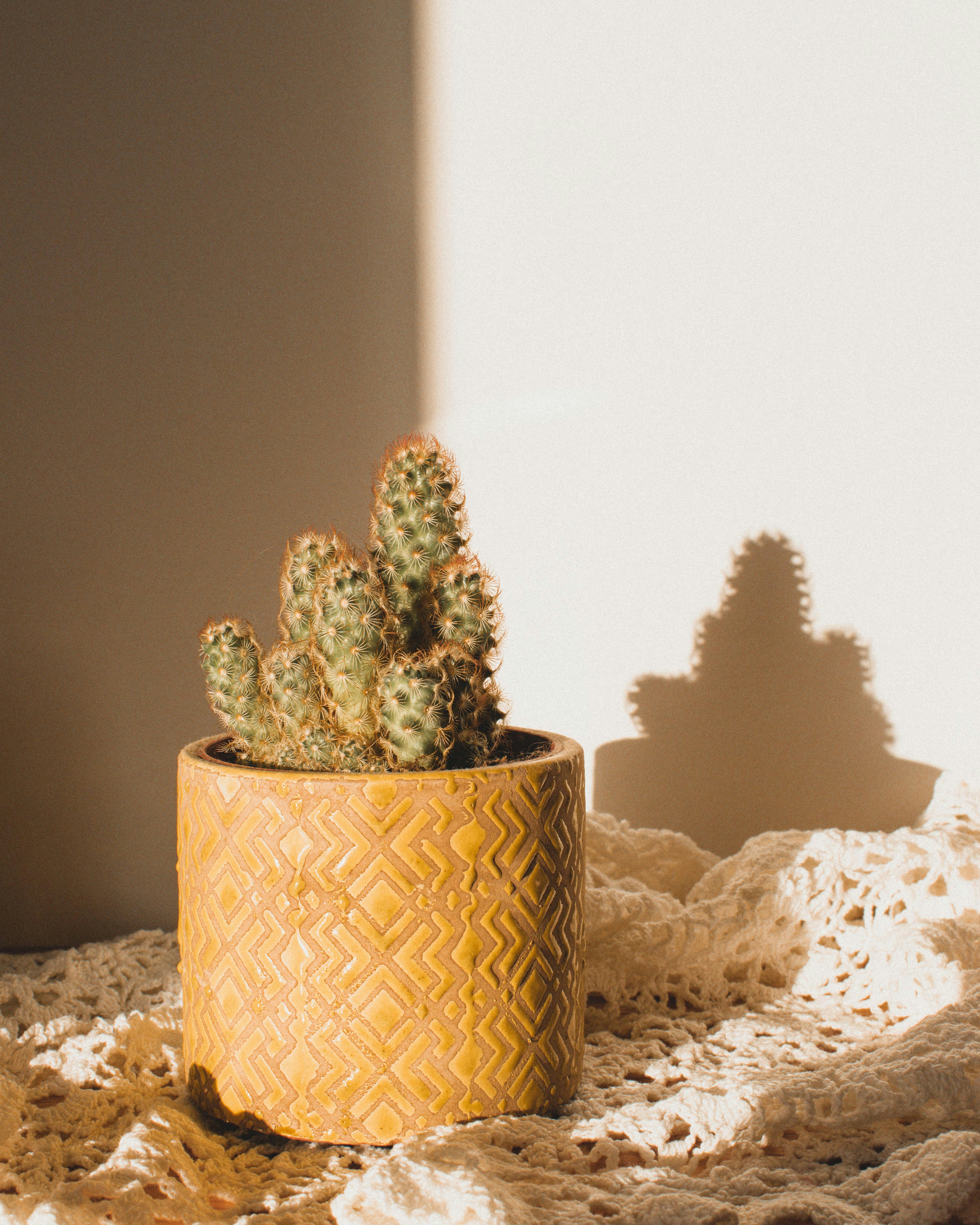 Golden Barrel Cactus