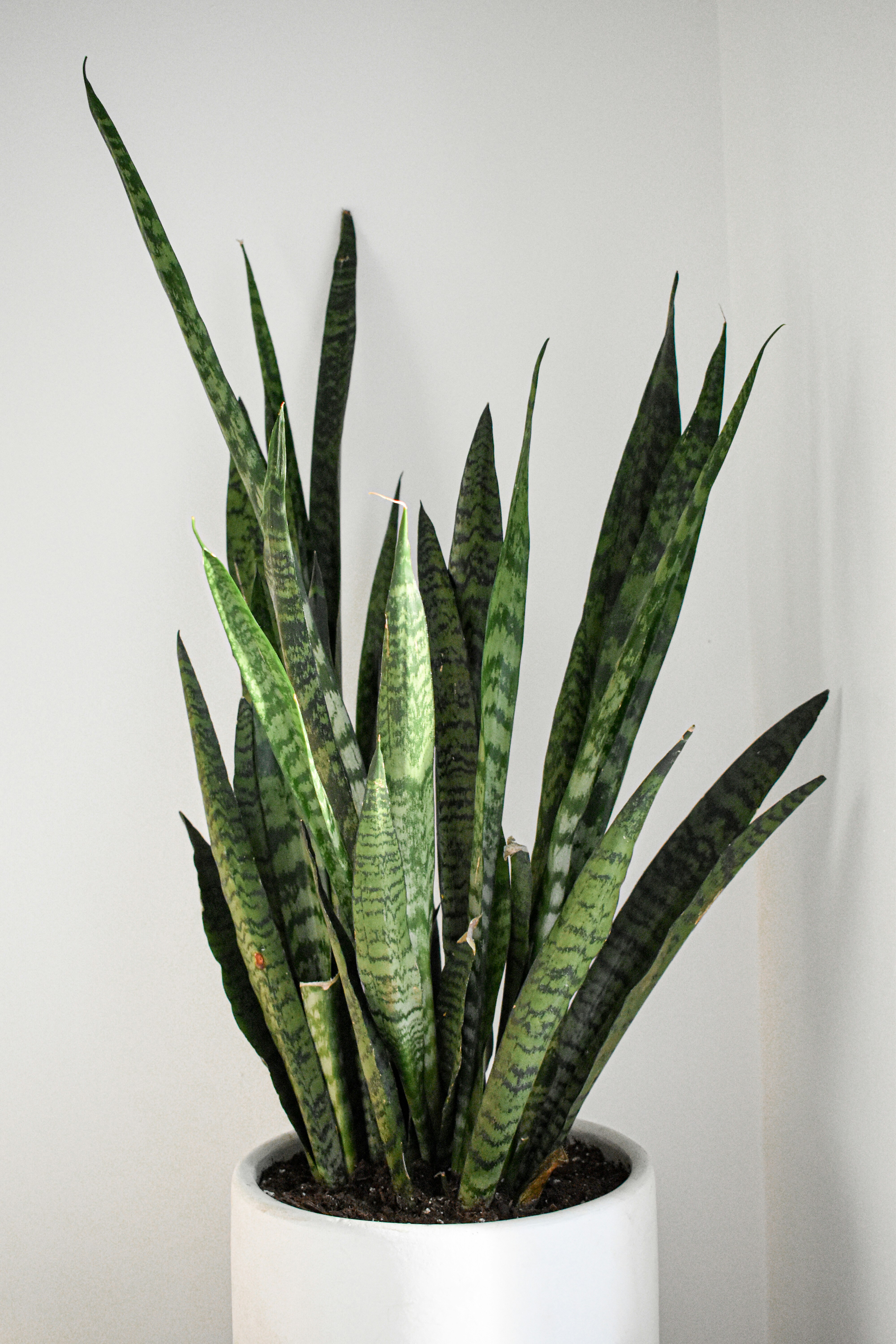 Moonshine Snake Plant