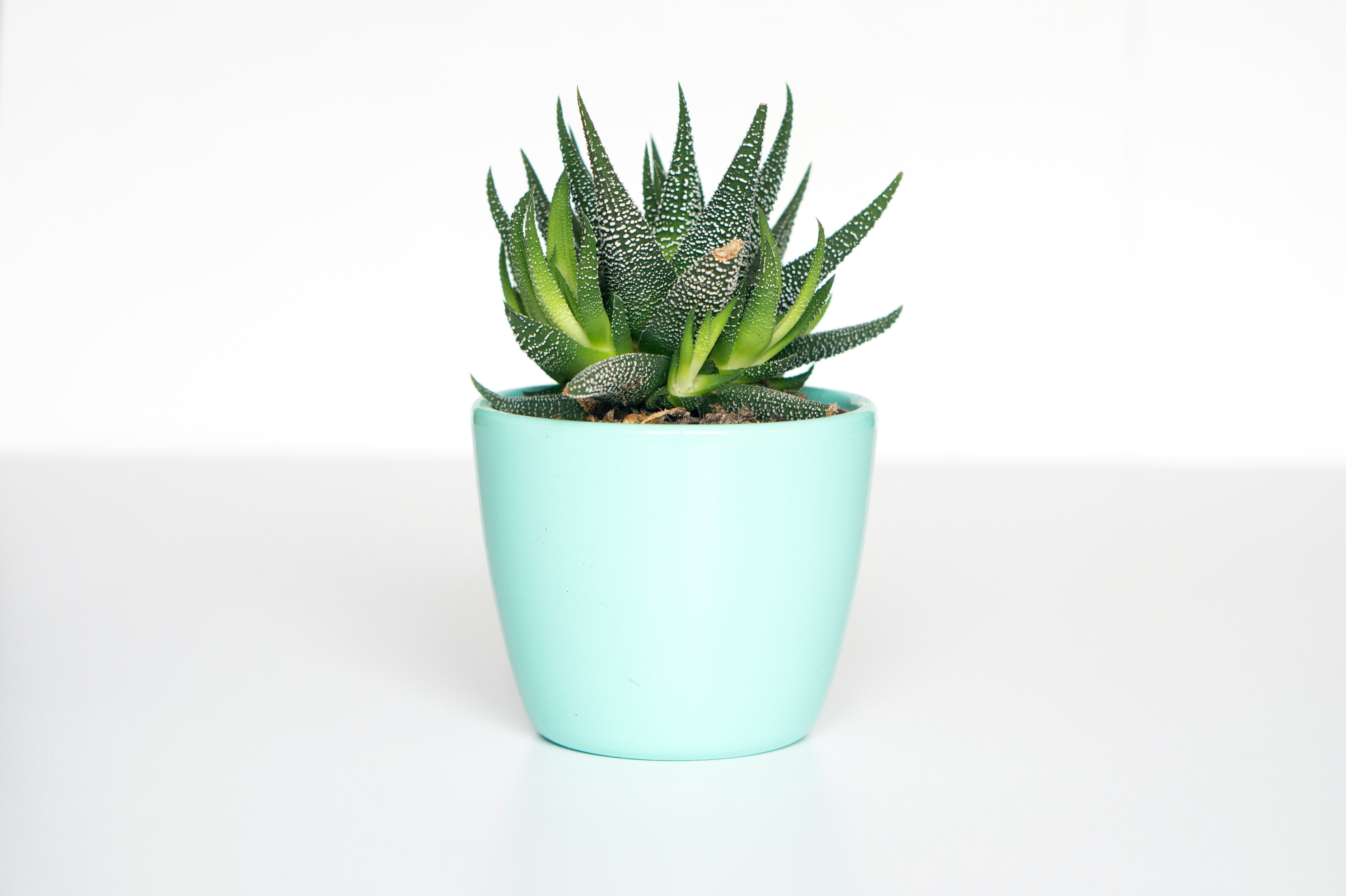 Zebra Haworthia Plant