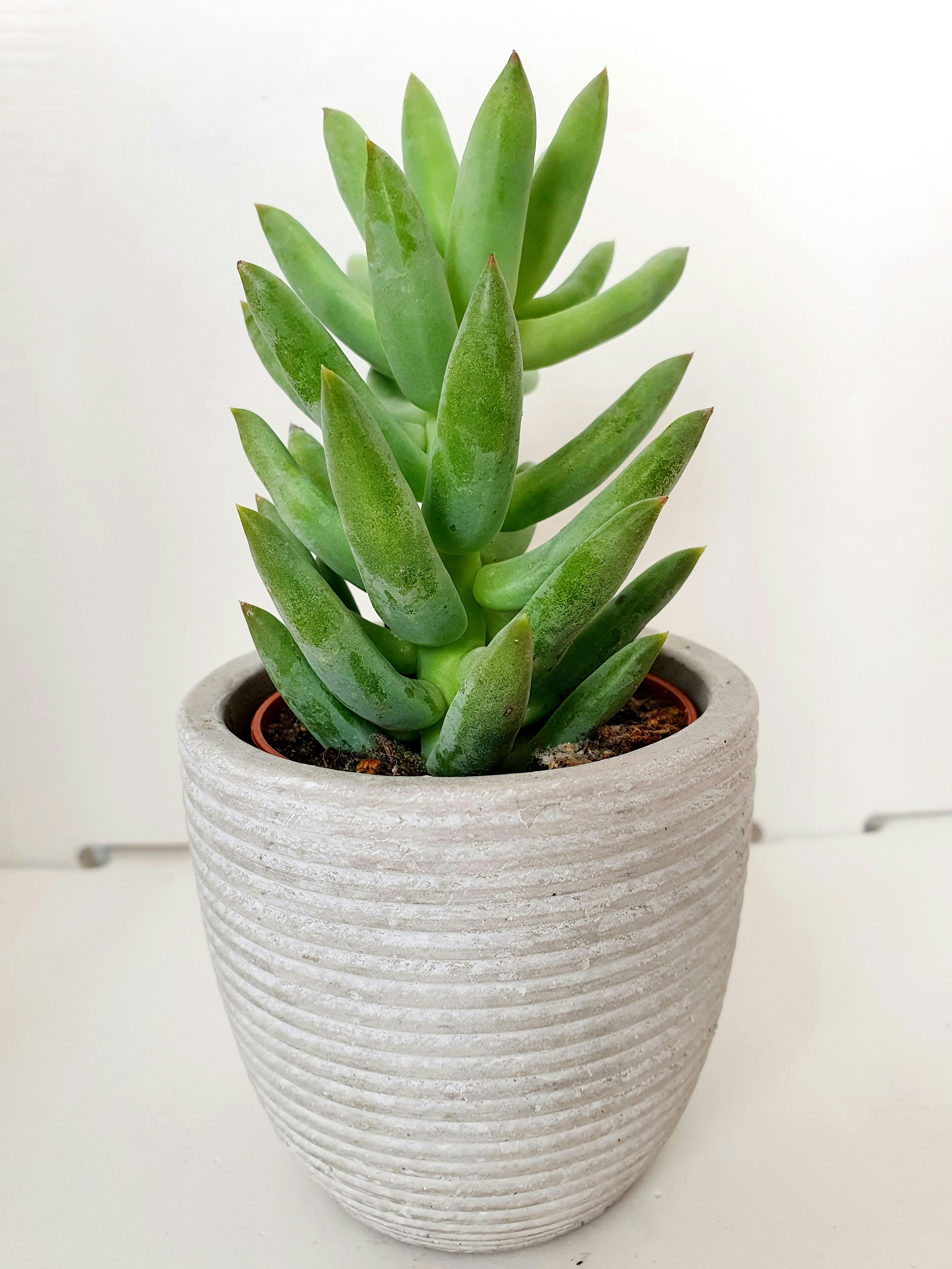 Echeveria Plant