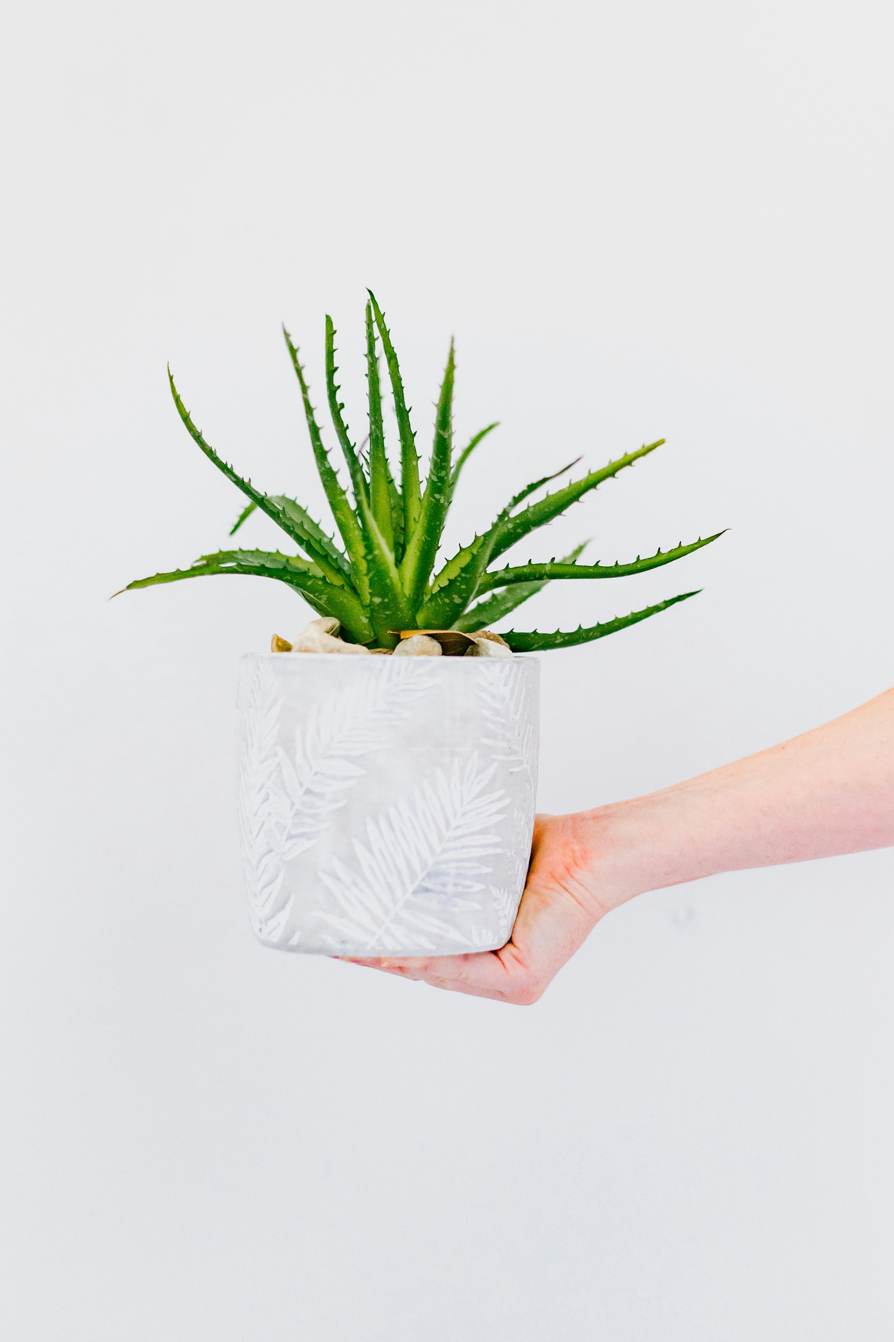 Aloe Vera Plant