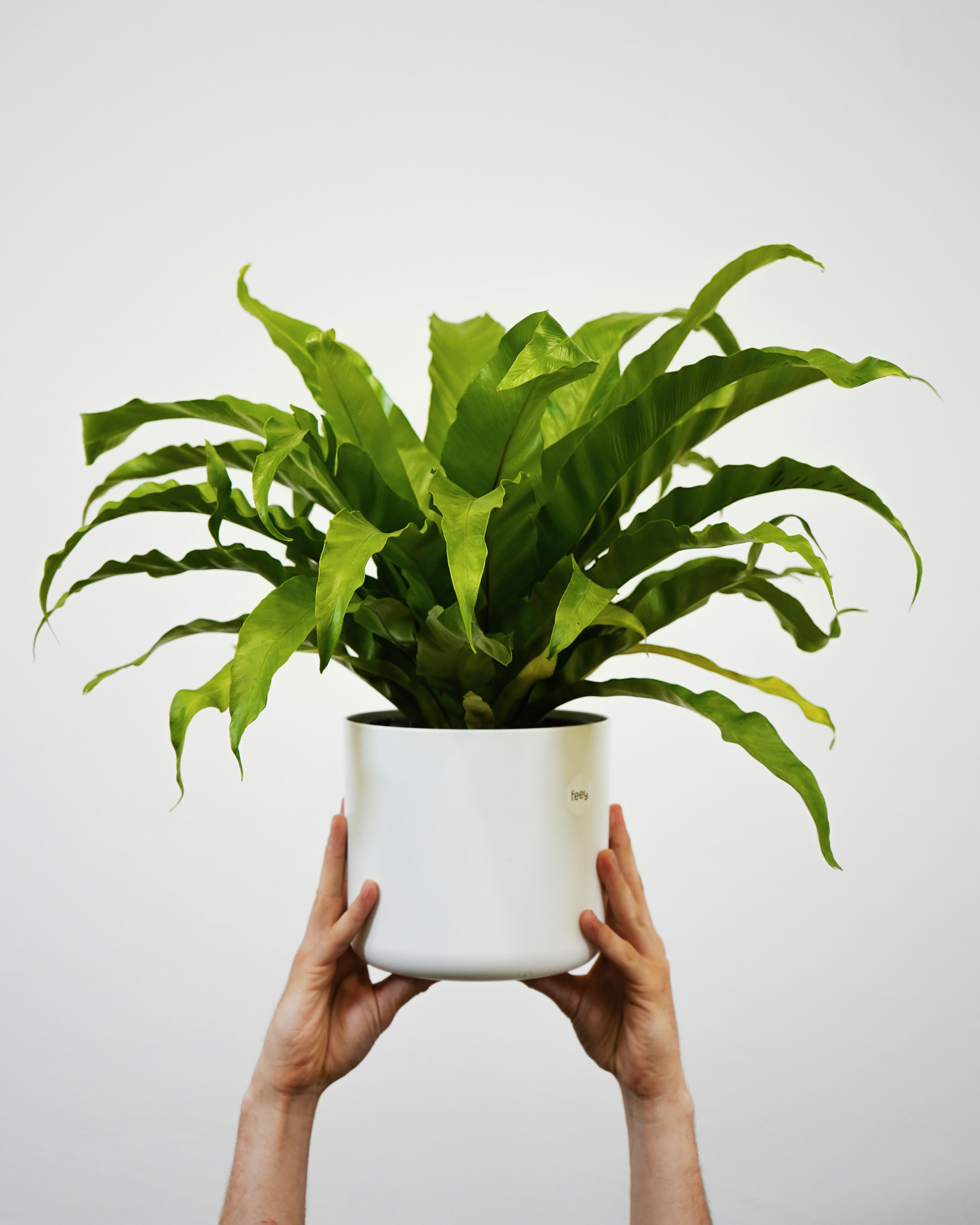 Staghorn Fern