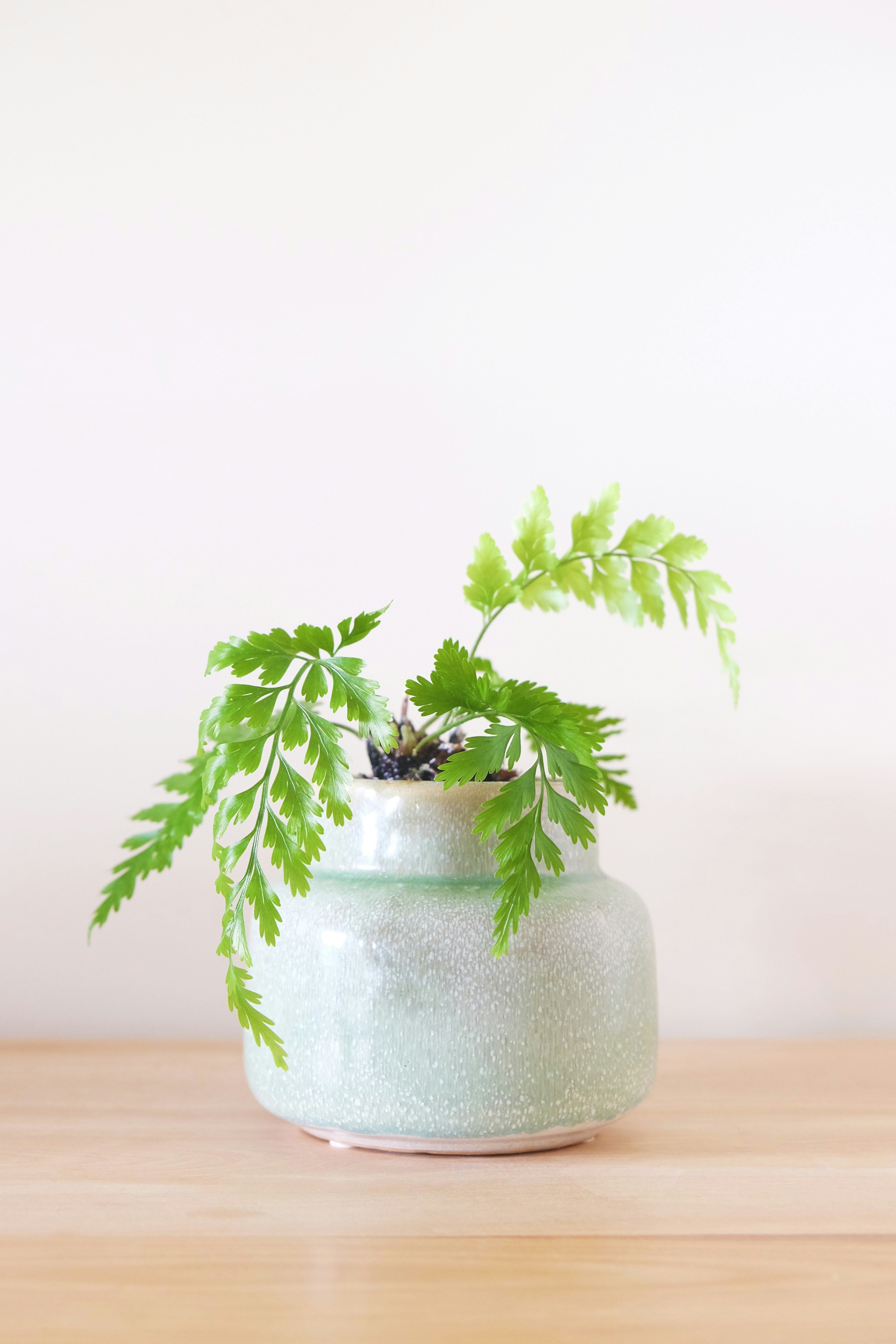 Boston Fern