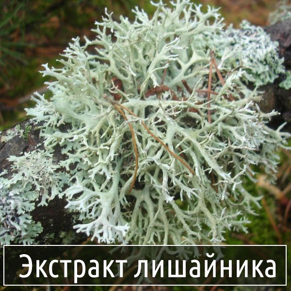 Экстракт лищайника