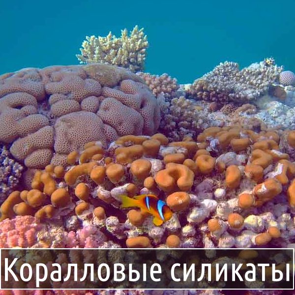 Коралловые силикаты