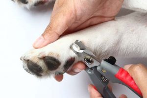 Best Dog Nail Clippers for Dogs Nail Care Best Dog Nail Clippers for Dogs Nail Care