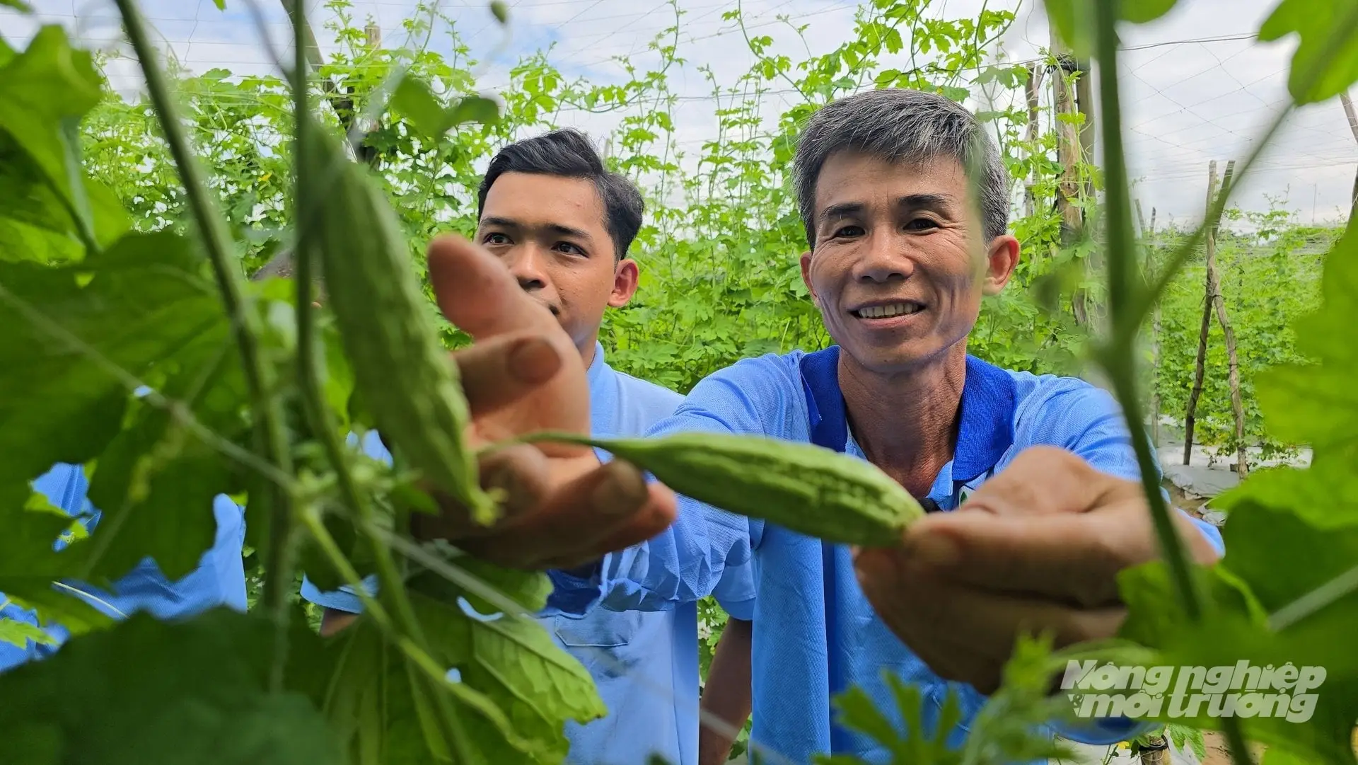 Những giàn khổ qua xanh mướt, trái lúc lỉu, người dân Hưng Nhượng đang đặt trọn kỳ vọng vào một vụ màu thắng lợi. Ảnh: Minh Sáng.