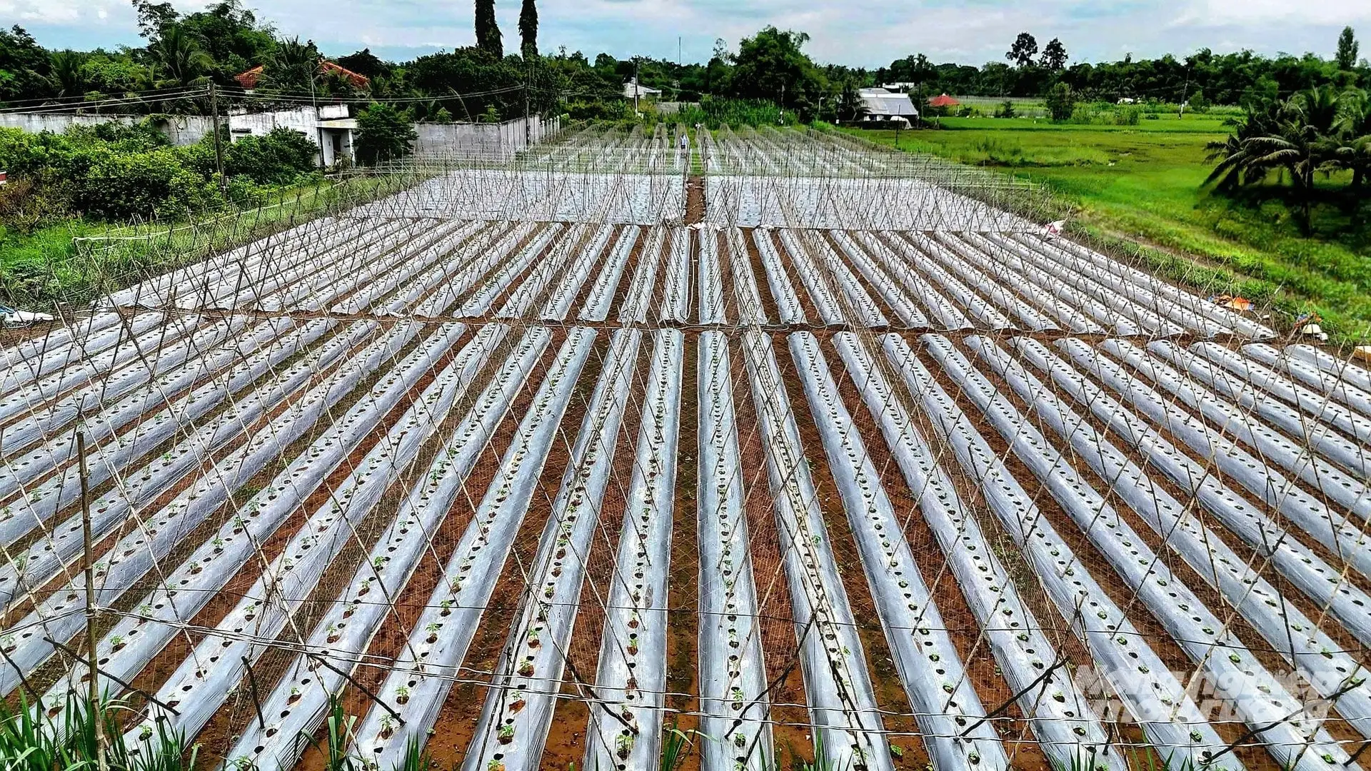 Ở Vĩnh Long, những vùng trồng được quy hoạch ngày càng bài bản, hình thành các khu chuyên canh rau màu quy mô lớn. Ảnh: Minh Sáng.