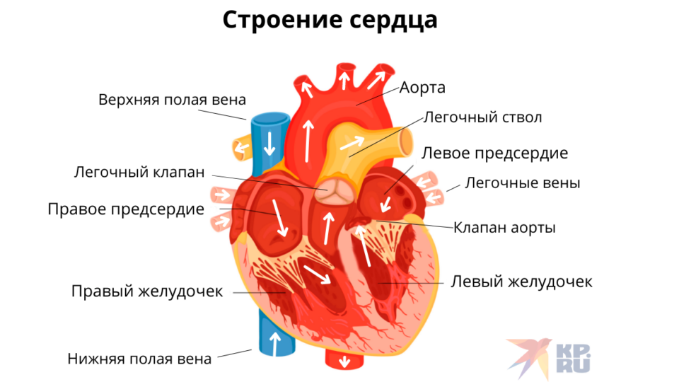 Строение сердца