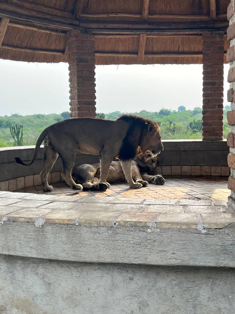 12 Days Best of Uganda Wildlife & Gorilla Safari
