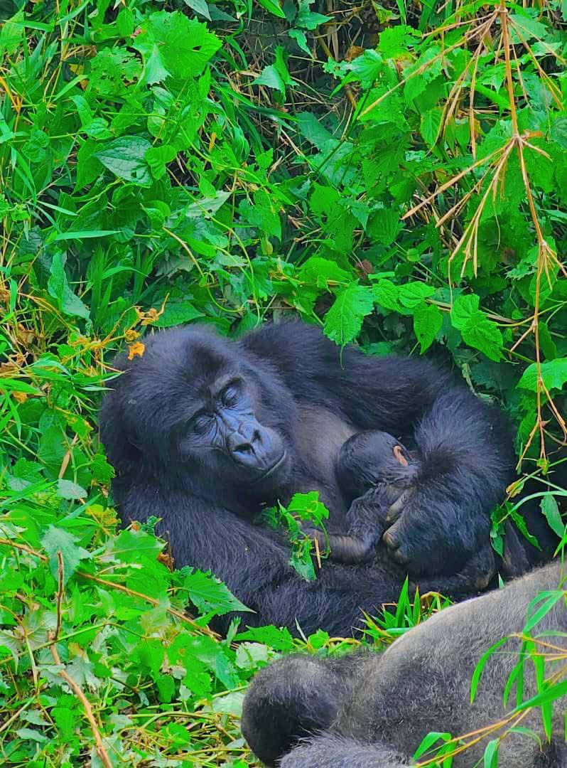 4 Days Gorilla Habituation Experience Safari