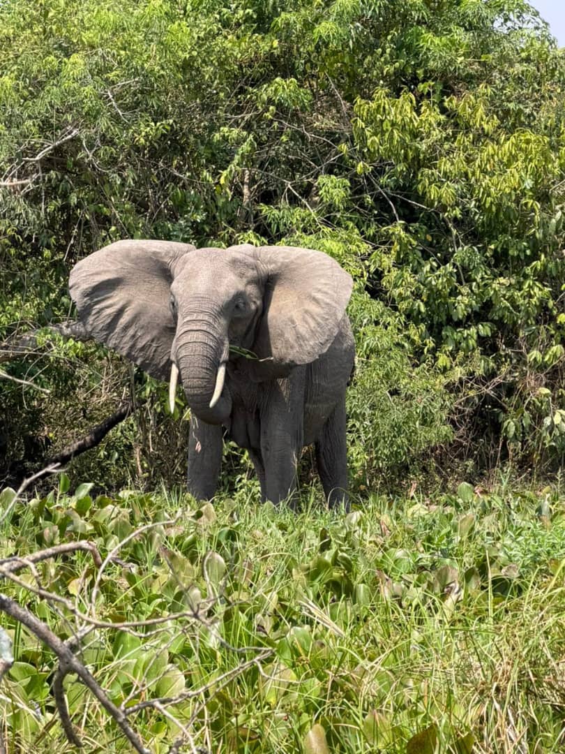 4 Days Murchison Falls Wildlife & Chimpanzee Safari