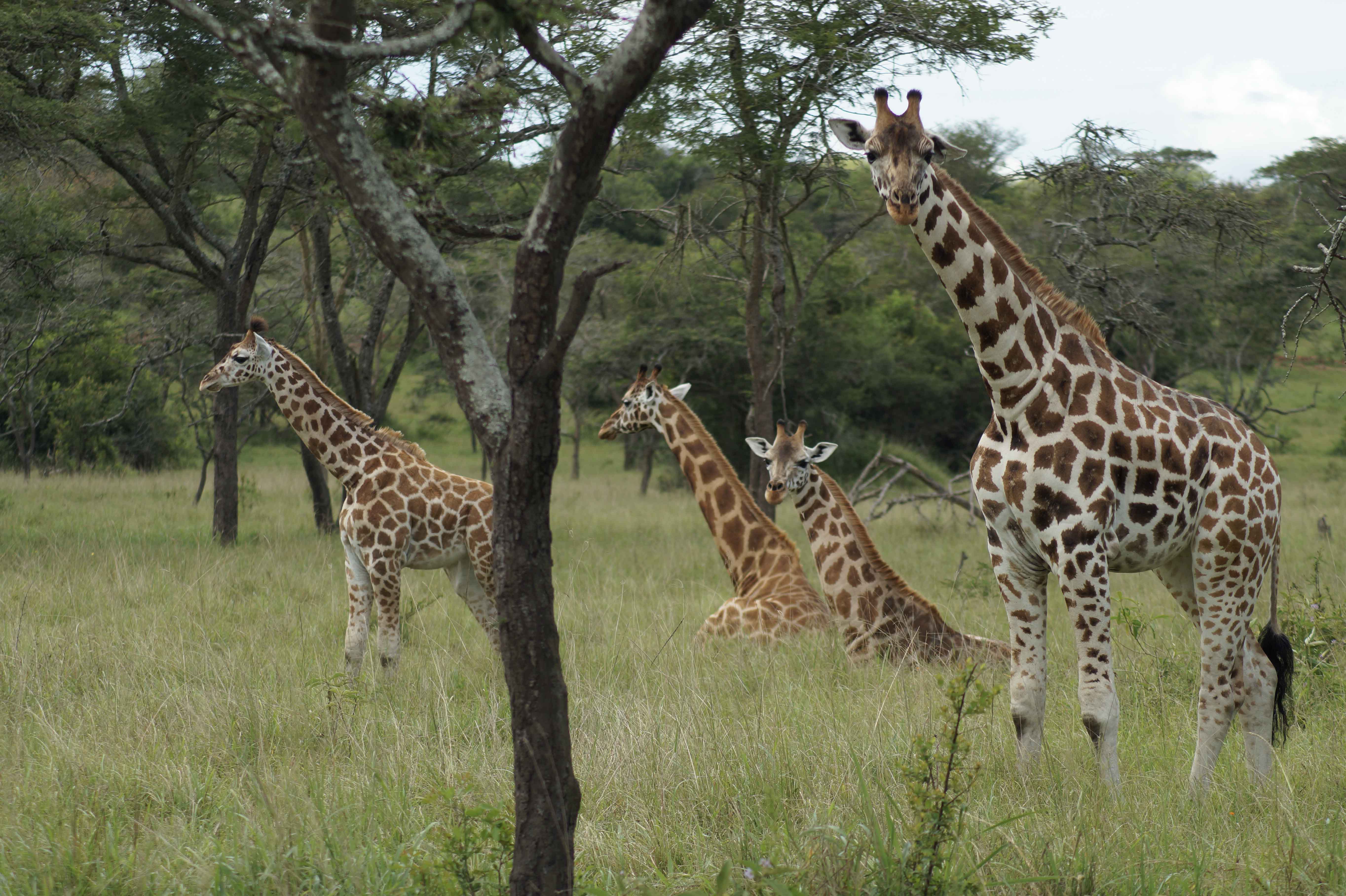 7 Days Uganda Wildlife Discovery Safari