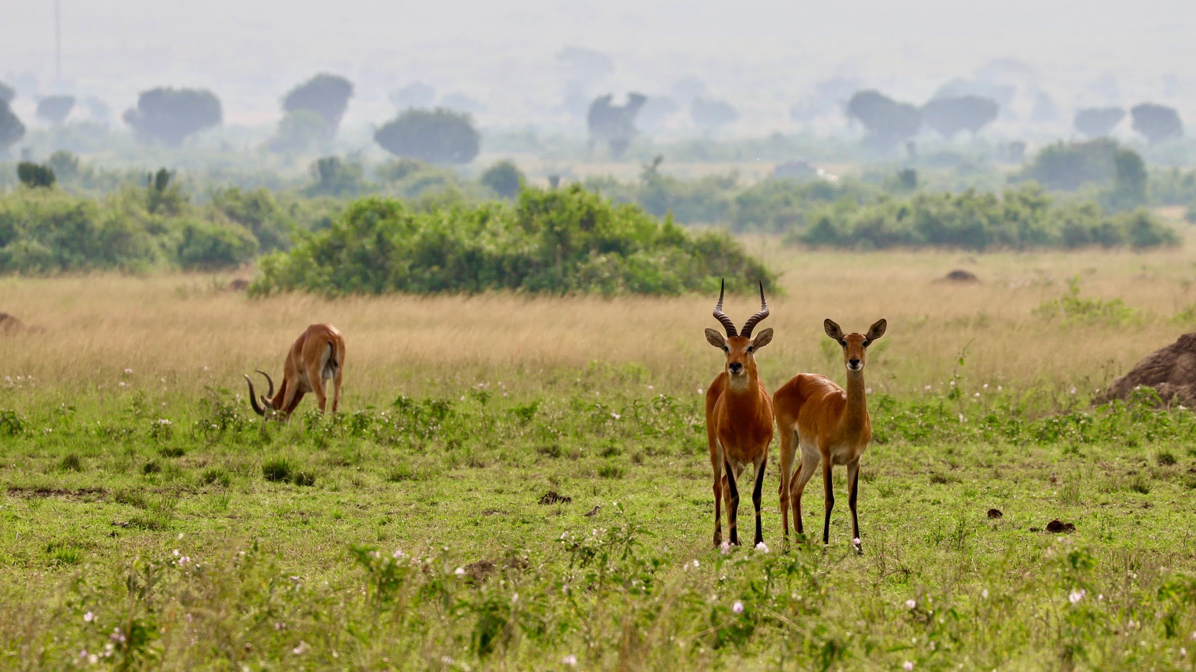 6 Days Murchison Falls & Off-the-Beaten-Track Uganda Safari