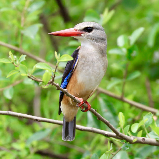 8 Days Uganda Birding, Primates & Gorilla Safari