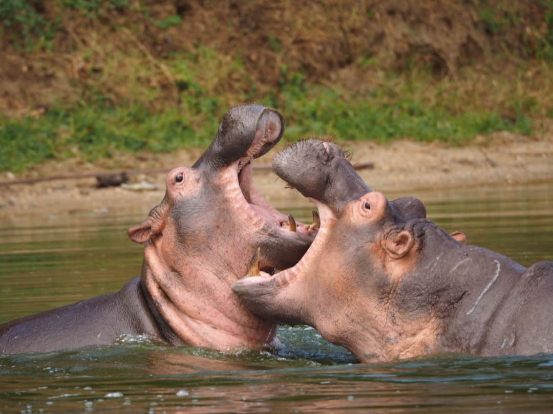 23 Days Ultimate Pearl of Africa Safari