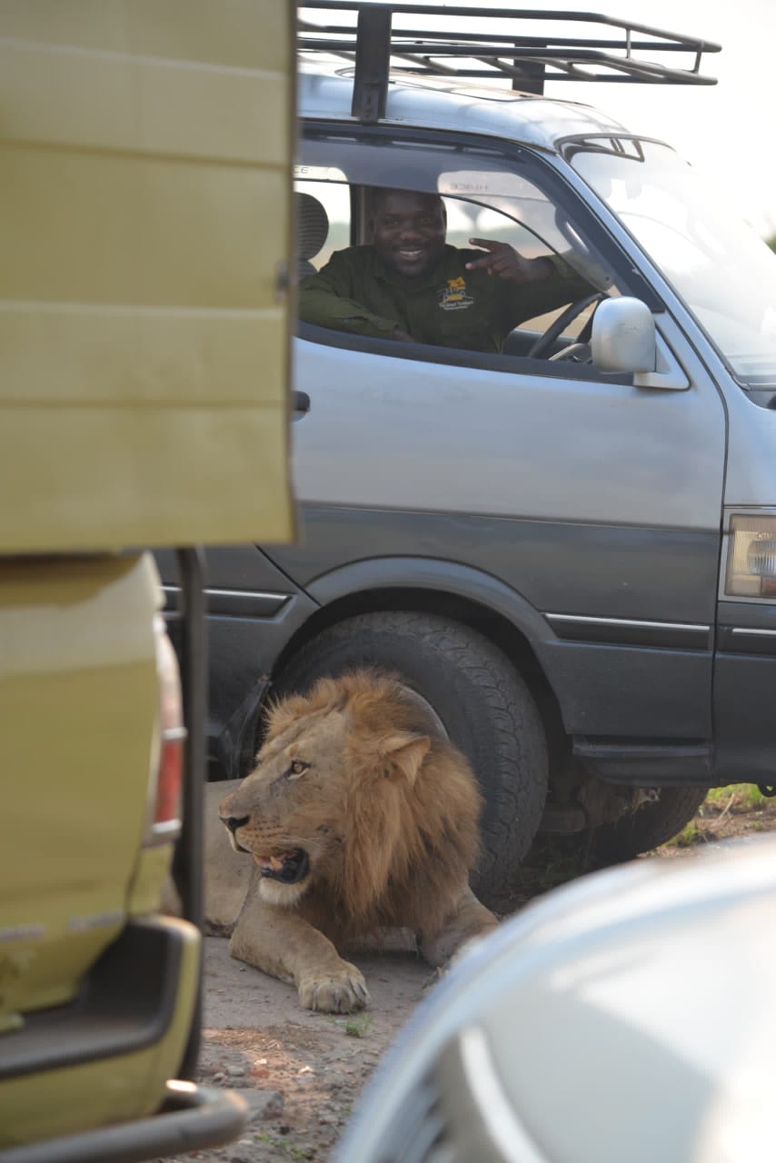 Close Encounter on Safari