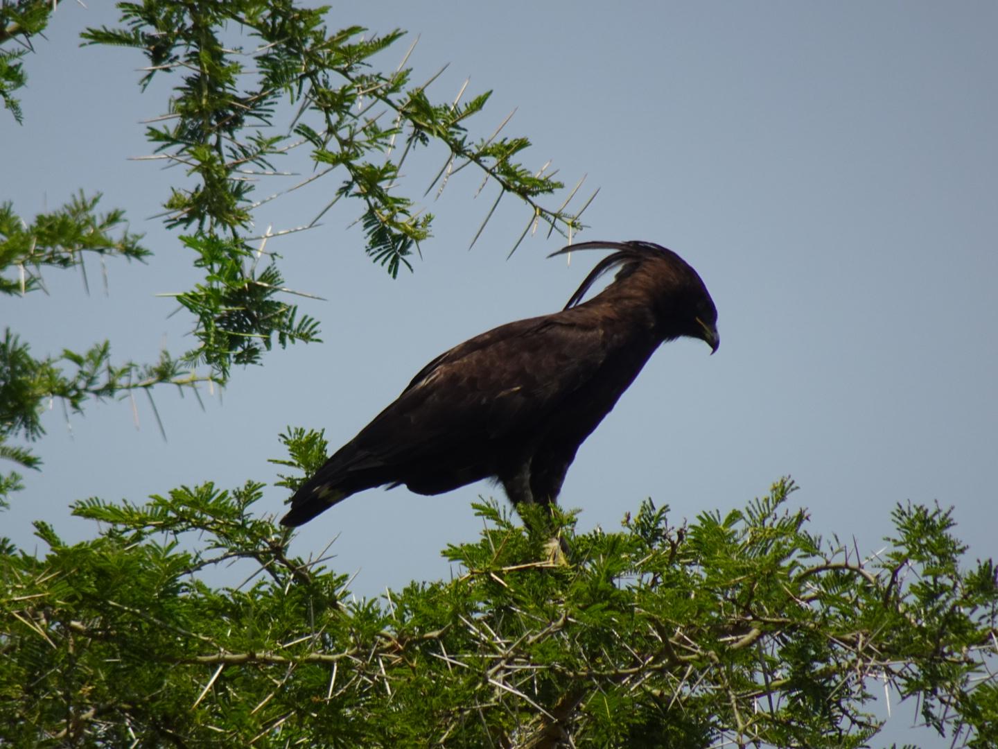 Crested Eagle in Tree