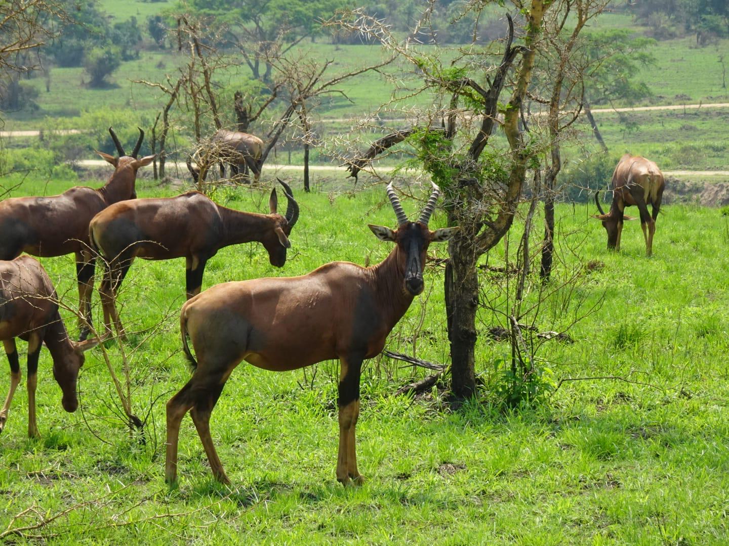 Antelope in the Wild
