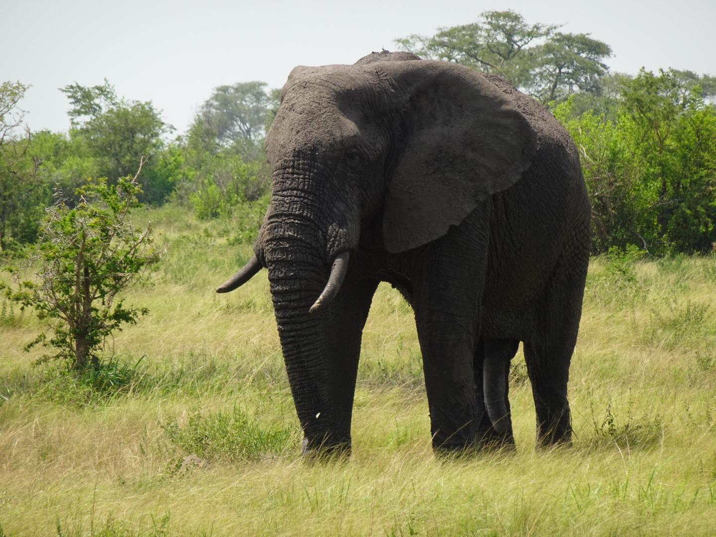 Majestic African Elephant