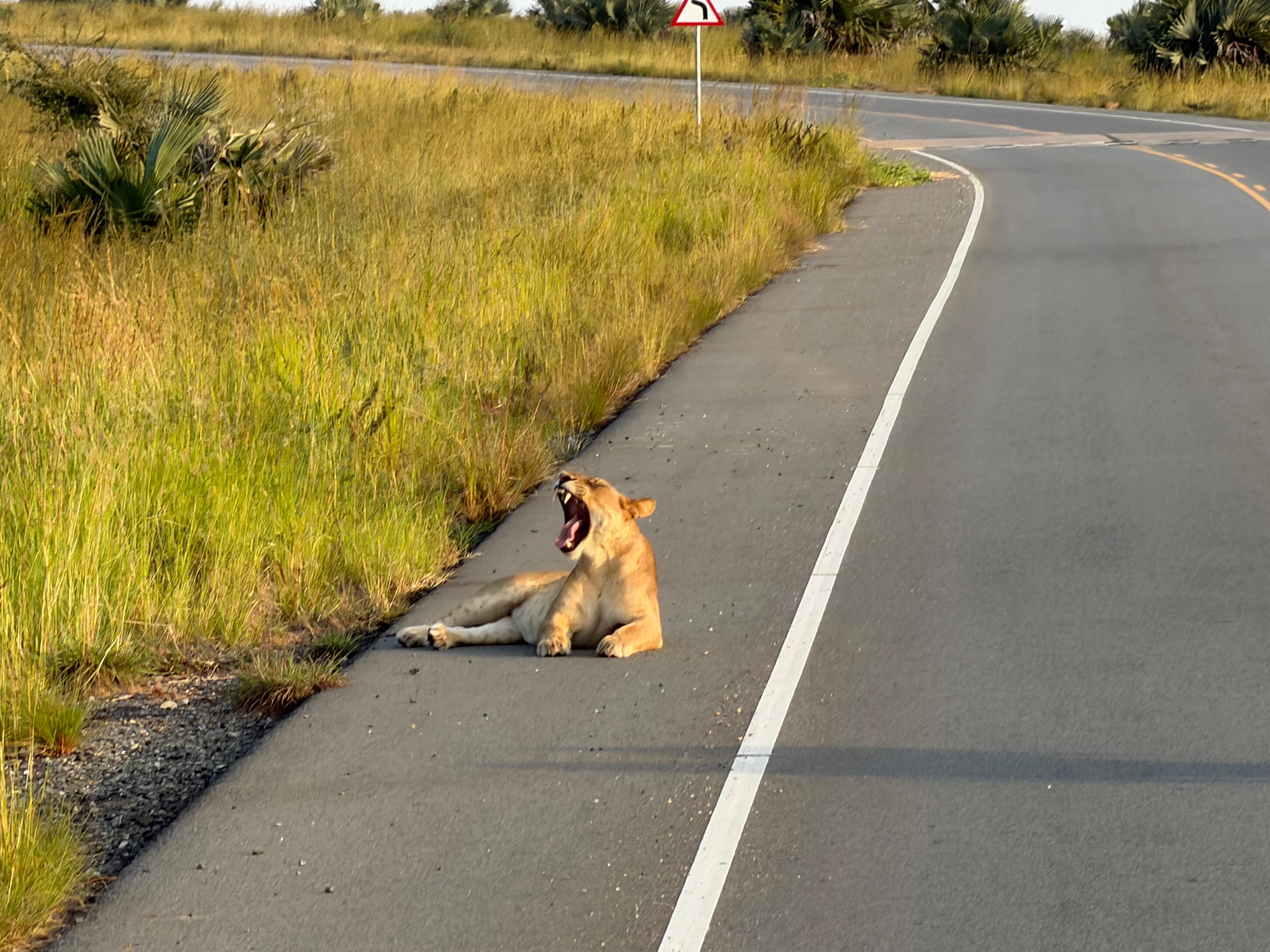 A Very Tired Lion