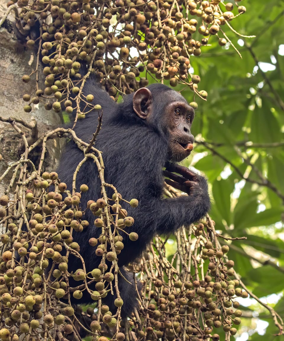Feeding Time for the Chimp