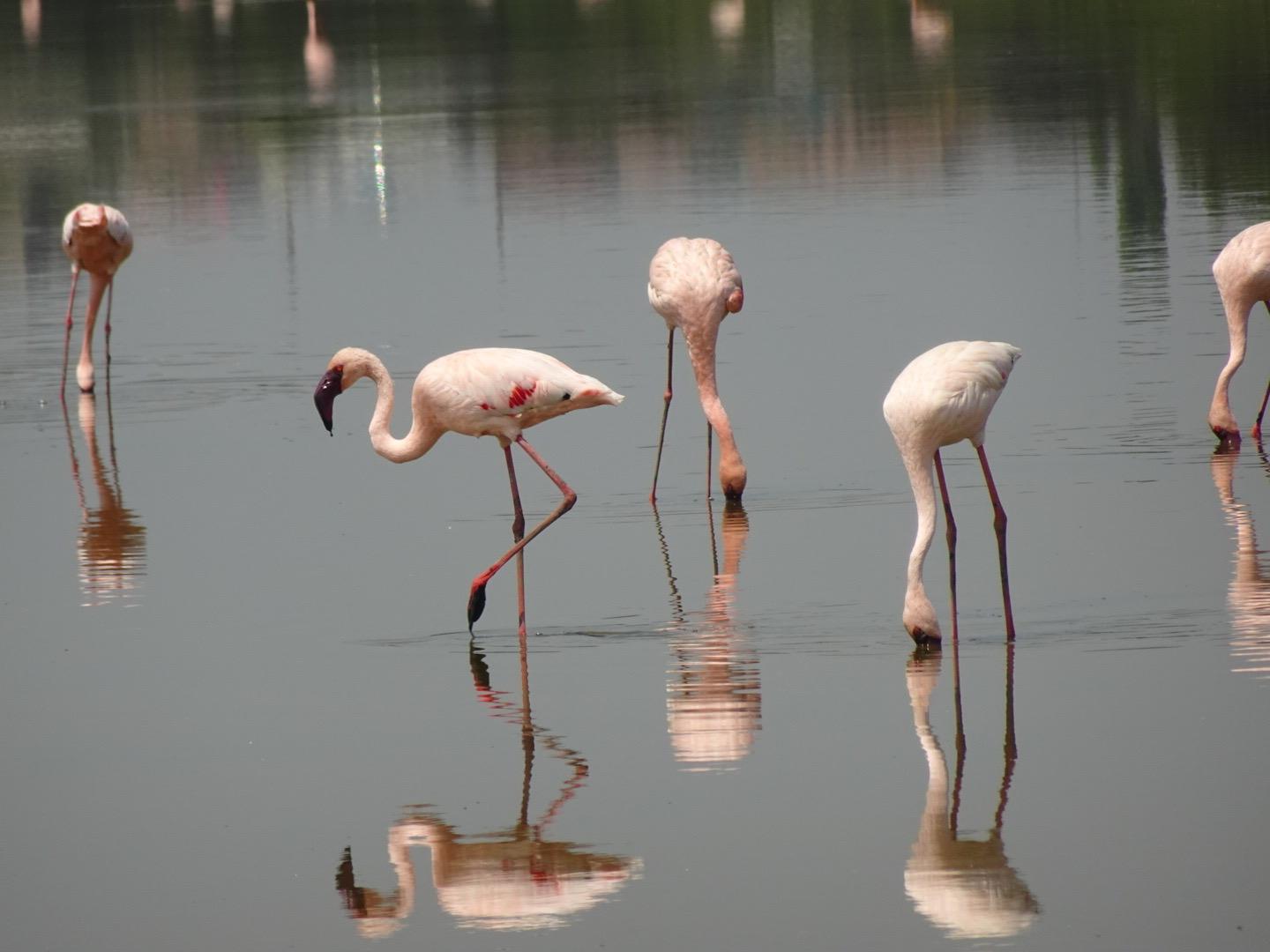 Feeding Flamingos