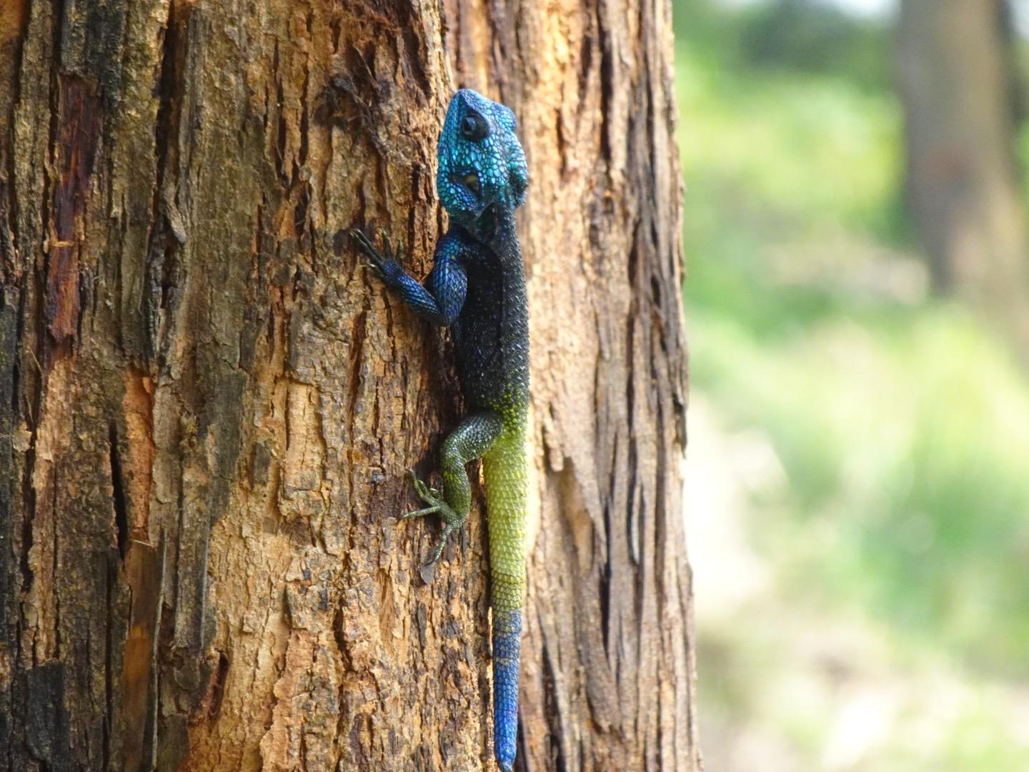 Colorful Tree Lizard