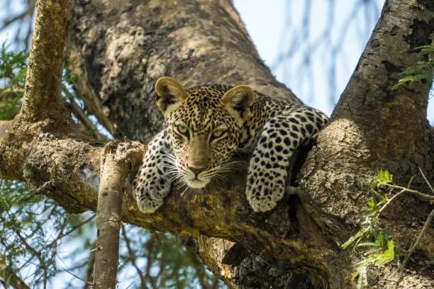 Resting Leopard in a Tree