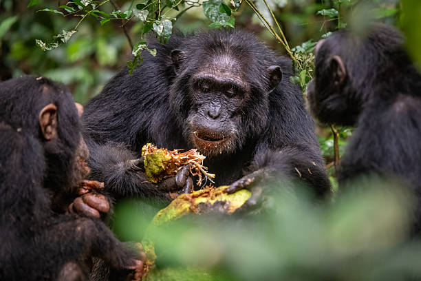 3 Days Kibale Chimpanzee Express Safari