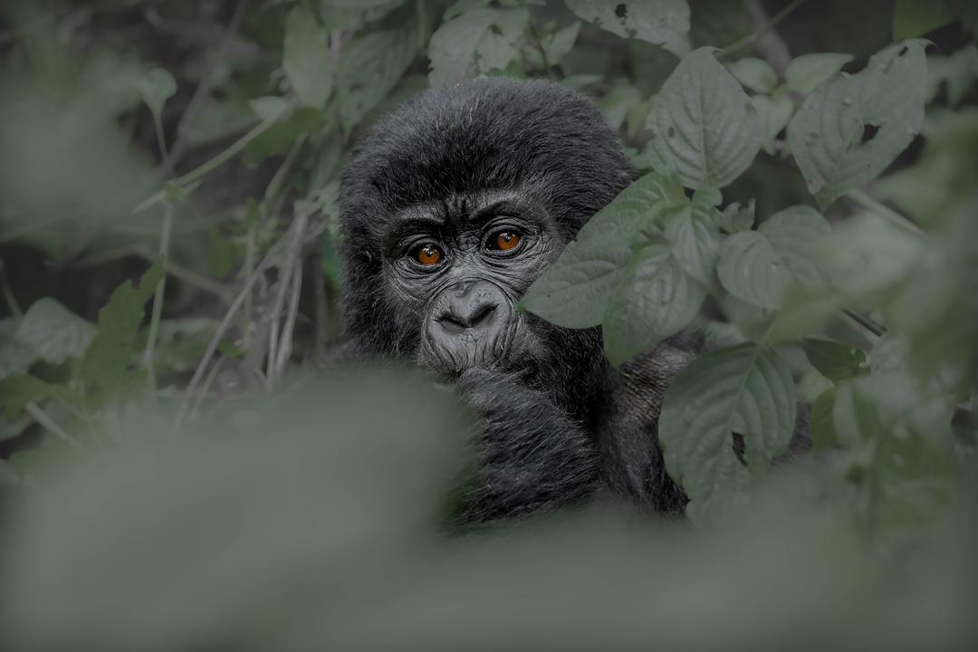 8 Days Uganda Primates, Wildlife & Gorilla Safari