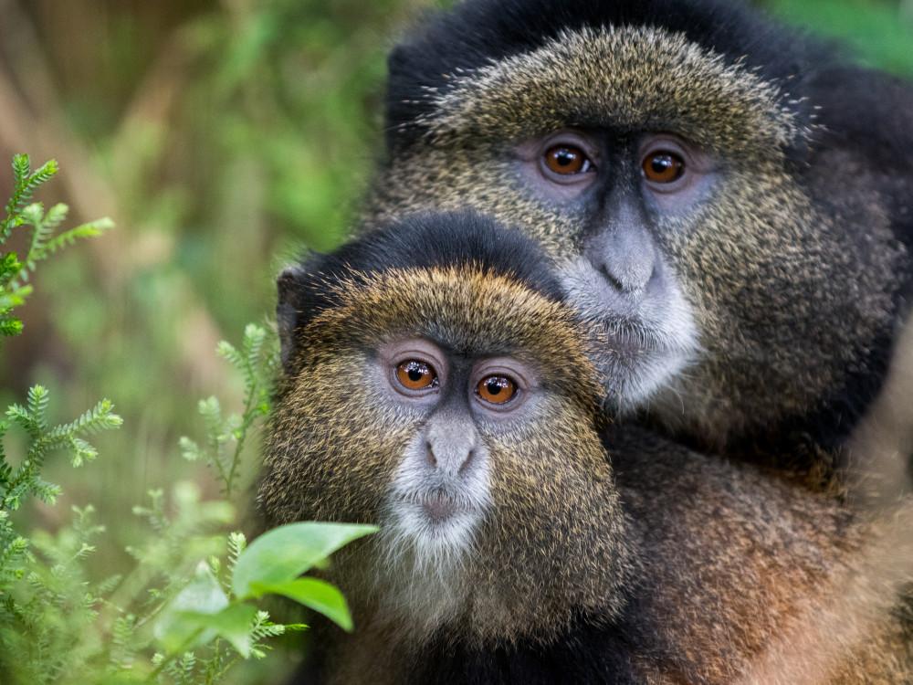14-Day Ultimate Uganda & Rwanda Safari