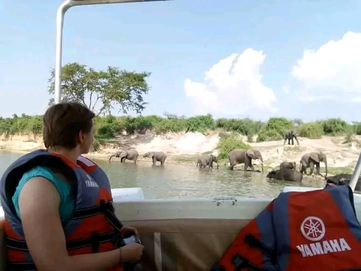 Elephant