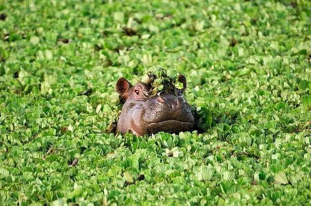 Hippo