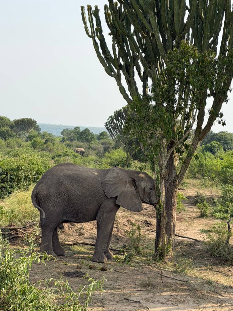 Elephant Family at the Watering Hole