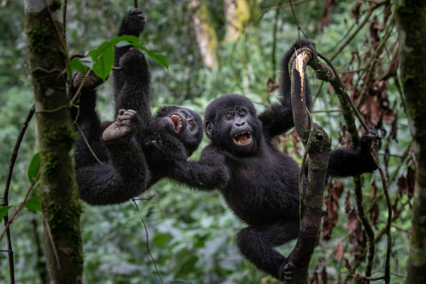 Resting Chimp in the Rainforest