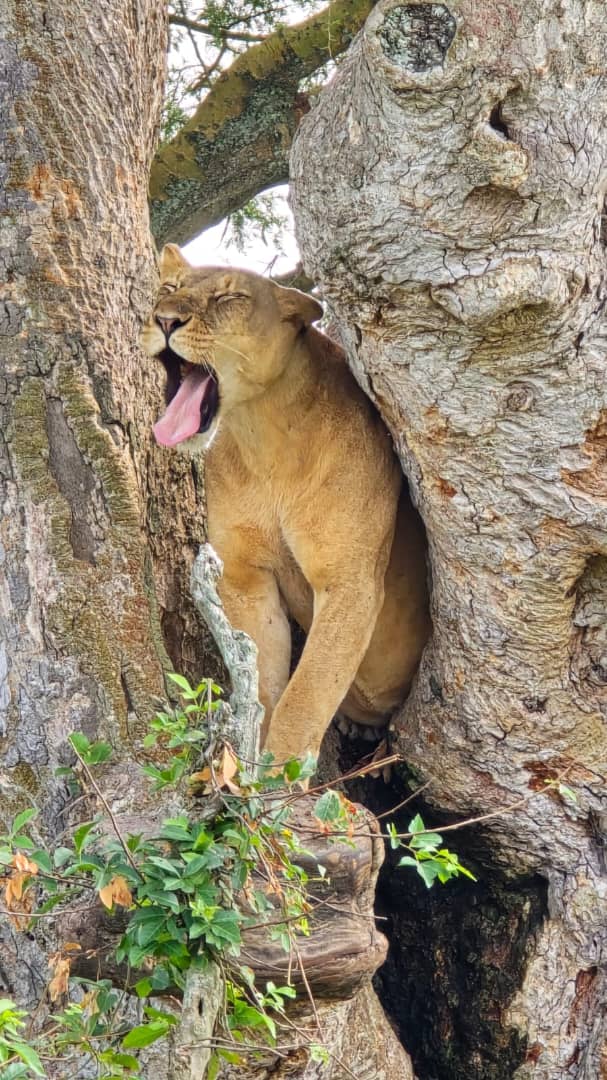 Lion