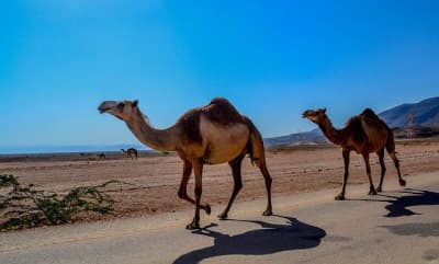 oman2_dpovsm omán velbloudi