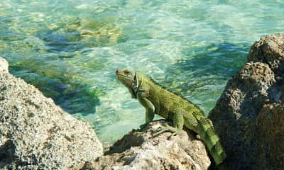 Guadeloupe_drfvdi guadeloupe ještěrka u moře
