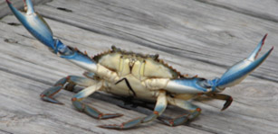 Blue Crab
