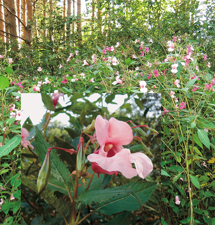 Недотрога железистая (Impatiens glandulifera Royle) родом из Гималаев. Сейчас этот вид широко распространен в Евразии, Северной Америке, Новой Зеландии. В России вид выращивается в культуре с конца XIX в., и уже 100 лет назад был зарегистрирован первый случай внедрения в природную растительность на территории Московской области. В Сибири выращивается с середины XX в. – здесь массовое одичание началось, по-видимому, сравнительно недавно. Фото А. Н. Куприянова и Р. Т. Шереметова