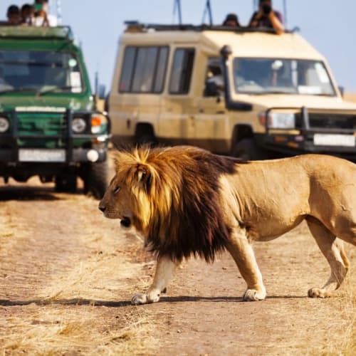 A lion walking majestically past watchers on a truck - Kenya Tourism