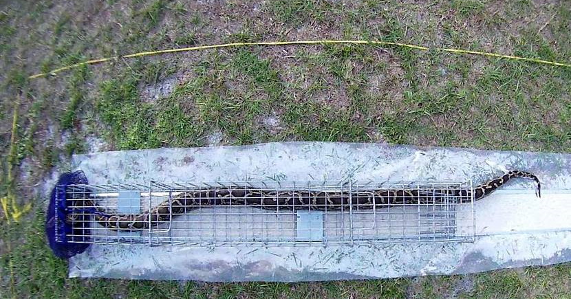 Готовые ловушки от производителя
