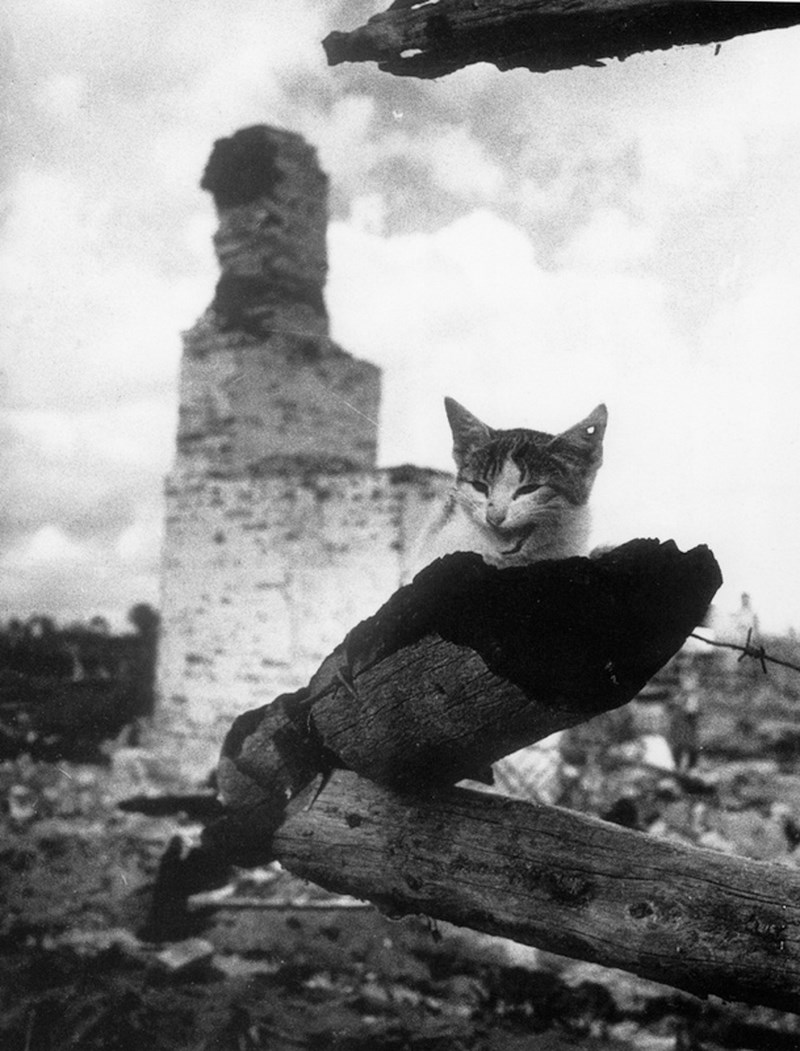 На пепелище. г. Жиздра. Кошка с простреленным ухом. 1943 год. Фото: Михаил Савин