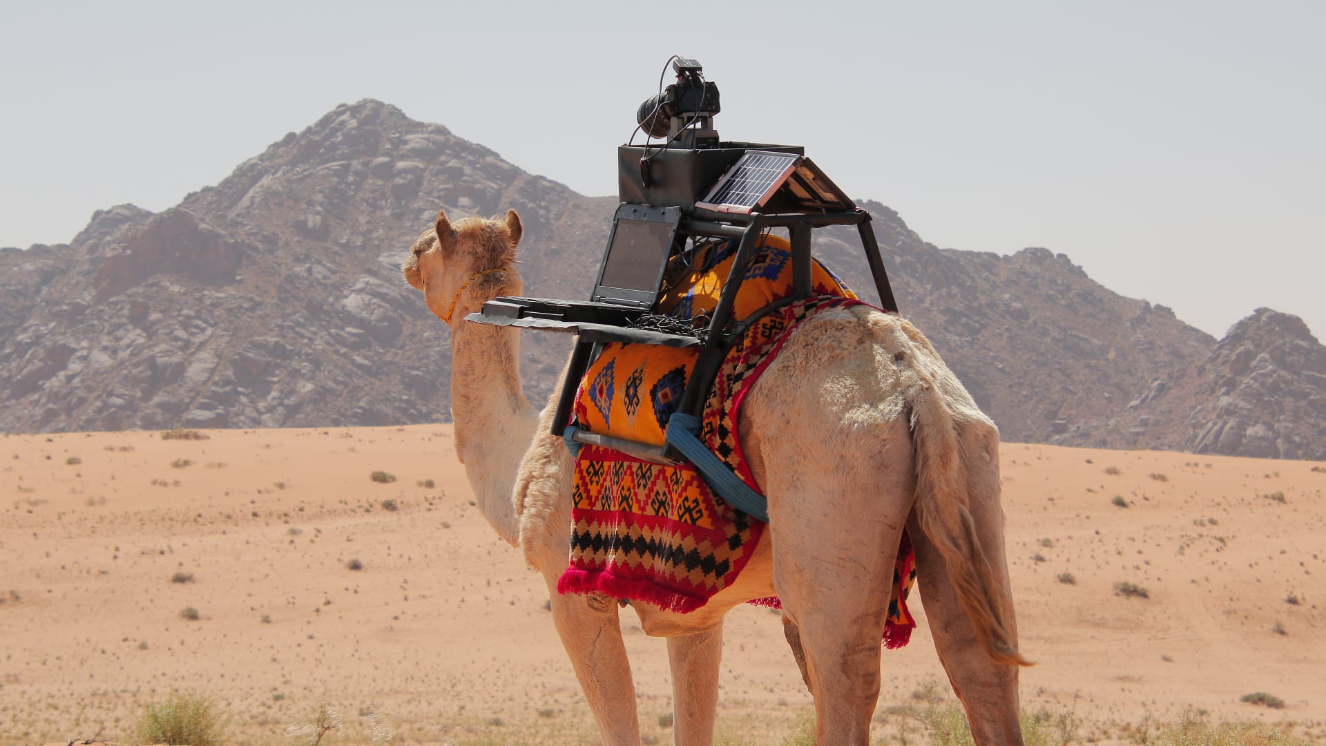 骆驼在沙漠里，背上背着照相机