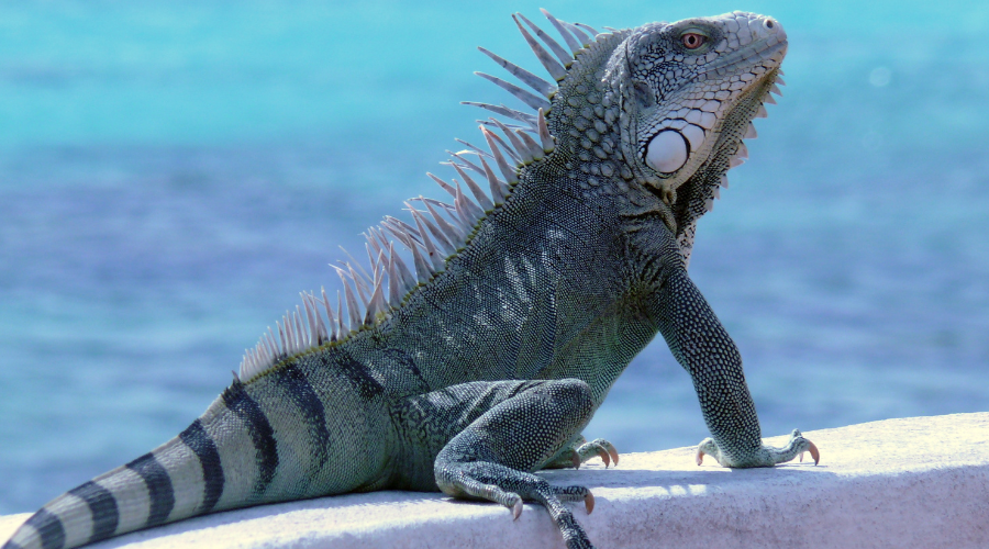Iguana