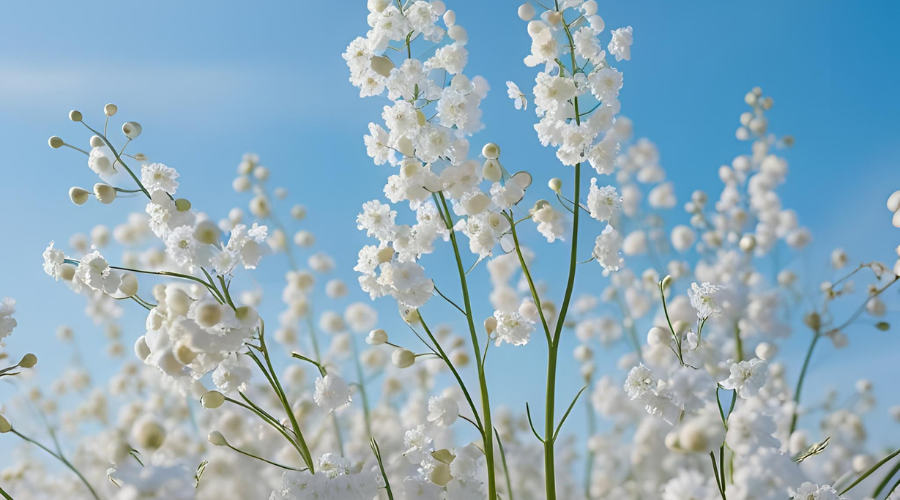 baby’s breath